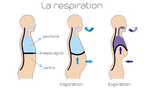 respiration abdominale sophrologie